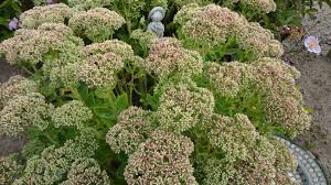 Blomster