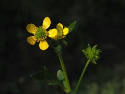 Image result for Ranunculus oreophytus