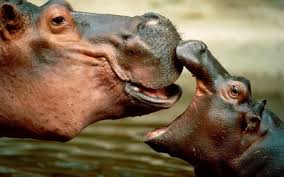 Mutter Und Baby Flusspferden In Die Tierwelt Eintauchen Fantastische Bilder Und Interessante Fakten Niedliche Tiere Tiere Wild Tiere Und Haustiere