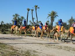 Visit a traditional berber next, return to your vehicle and drive to the palmeraie, a picturesque palm grove on the fringes of the city. Sunset Camel Ride In The Palm Grove Of Marrakech Marrakech By Guide