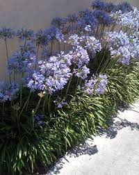 Queen Anne Agapanthus Shipped In Soil By Clifton S Nursery Violet Plant Agapanthus Hardy Perennials