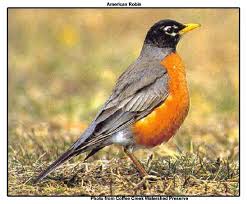 Backyard Birds Of Southern Illinois A King A Dad And A Bird Bird Backyard Birds Robin Bird