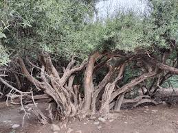 Image result for Salvadora australis