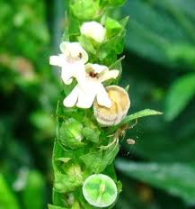 Image result for Justicia betonica