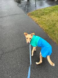 Name for the doofus? : r/NameMyDog