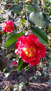 Bill Woodruff Camellia Blossoms Sonomahort Camellias Sonoma Horticultural Nursery 3970 Azalea Ave Sebastopol Http Www Sonom Azaleas Woodruff Blossom