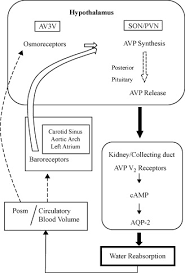 Diabetes Insipidus And Siadh Sciencedirect