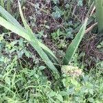 Image result for Sansevieria dawei