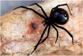 Since the females commonly eat their mate after mating (as do many other spiders). Black Widow Spider Facts Pictures Lifecycle Info Breeding Appearance Animals Adda