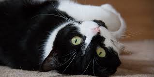 A blockage would also cause a lot of vomiting and diarrhea. Intestinal Adenocarcinoma International Cat Care