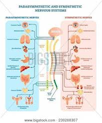 Autonomic nervous system (ans) is a functional division of the nervous system, with its structural parts in both the central nervous system (cns) and the peripheral nervous system (pns). Human Nervous System Vector Photo Free Trial Bigstock