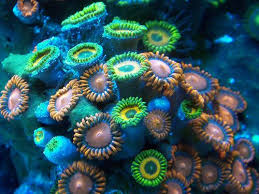 Pin By Lone Tvilum On Underwater World Ocean Life Ocean Life Photography Under The Sea Pictures