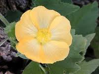 Image result for Pavonia burchellii