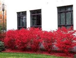 Prune after flowering to keep the desired height. 20 Plants And Flowers To Include In Your Zone 5 Garden Dengarden