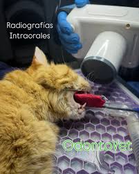 Odontovet / Clínica Veterinaria Vet Centenario