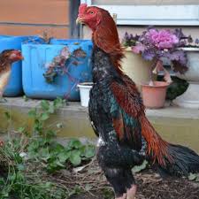 Ayam Shamo Sejarah Ciri Fisik Jenis Kelebihan Harga