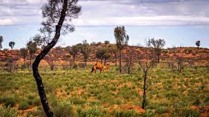 One of the australian camel corp officers was known to quote no one looks graceful on a camel or words to that (actually there were cameleers of many different nationalities bought to australia.) Bbc Travel The Strange Story Of Australia S Wild Camel