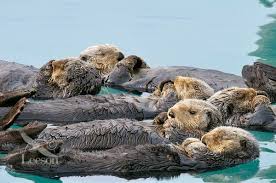 Alaskan Or Northern Sea Otters Enhydra Lutris Resting In A Raft Sea Otters Often Rest Together In Groups This Is Called Rafting Sea Otter Otters Animals