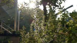 An Interview With Graham Bell For Permaculture Magazine Permaculture Magazine Permaculture Garden Nursery