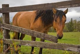Check spelling or type a new query. Emergency Fence Repairs For Your Horse Farm The 1 Resource For Horse Farms Stables And Riding Instructors Stable Management