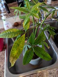 However, because of insufficient care. Help With Money Tree Leaves Yellowing And Dying Houseplants