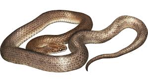 The earliest known true snake fossils (members of the crown group serpentes) come from the marine simoliophiids, the oldest. Herpetologists Describe New Species Of Snake Found In Stomach Of Predator Snake
