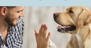 qualitatszeit mit deinem hund halte die waage zum oft stressigen alltag bothshunde hunde hundchen training hundetraining