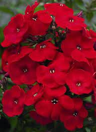 Pbphgred Garden Phloxseedsspectacular Crimson Etsy Garden Phlox Flower Seeds Red Flowers