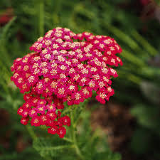 If you love the sweet taste licorice is actually a type of flowering plant that is native to southern europe and asia. Christin On Twitter Googling Pictures Of Yarrow My Favorite Plant A Flower In A Flower Tastes Like Bitter Licorice What A Concept Https T Co Wjsoj3fvip