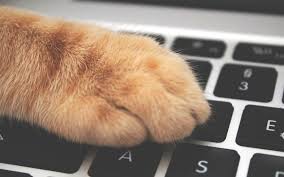 Maybe you would like to learn more about one of these? Dog Sitting Prices Archives Dog Walker Pet Sitter Serving Wake County