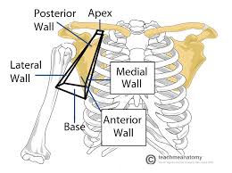 The Axilla Region Borders Contents Teachmeanatomy Still, clinically anatomical snuffbox is related to the cephalic vein at anatomical snuffbox is often used for giving intravenous fluids. the axilla region borders contents