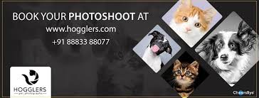 It's free to sign up and bid on jobs. Hogglers Pet Photography Home Facebook