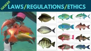 Hawaii Fishing Spearfishing Tips Rules Regulations Ethics