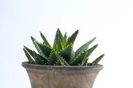 Make sure that the hook or bracket, and the way in which it is attached will support not only the pot but also the weight of. 22 Of The Most Beautiful Blooming Houseplants Plants Succulents Aloe Plant