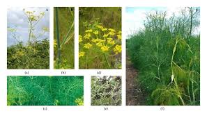 Image result for Ocimum minutiflorum