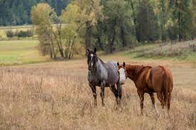 Check spelling or type a new query. How Much Does It Cost To Board A Horse