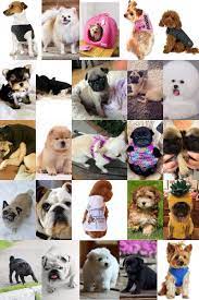 Pin On Dogs Tips