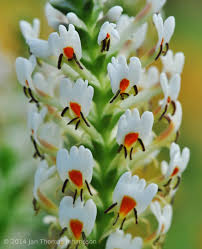 Image result for Hebenstretia dentata