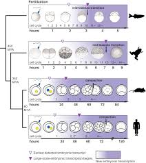 Zygotic Genome Activation In Vertebrates Developmental Cell