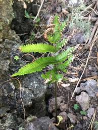 Image result for Pteris preussii