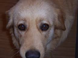 Check spelling or type a new query. List Of Golden Retriever Mix Breed Dogs