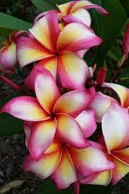 Saree 5 Unusual Flowers Hawiian Flowers Plumeria Flowers