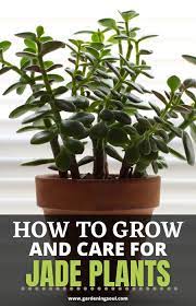 How To Grow And Care For Jade Plants In 2020 Jade Plants Plants House Plant Care