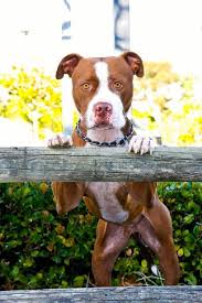 But have you got what it takes? Pin On Pittie Love