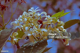 Image result for Holarrhena pubescens