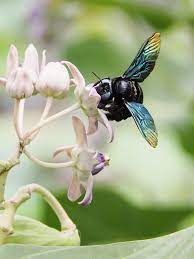 This video is for identification and classification of the species. Blue Eyed Carpenter Bee Debarawewa Lake Sri Lanka Flickr
