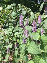 Makes stellar tea with medicinal properties. 2019 Anise Hyssop Minnesota Herb Society