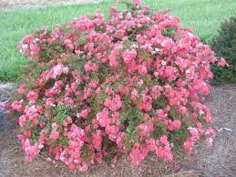 Dwarf Crepe Myrtle Raspberry Dazzle Crape Myrtle Flowers Perennials Pink Garden