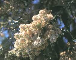 Image result for Buddleja dysophylla