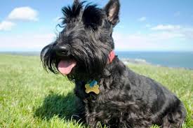 The miniature schnauzer scottish terrier mix, is a mixed breed dog resulting from breeding the miniature schnauzer and the scottish terrier. Scottish Terrier Dog Breed Native Breed Org